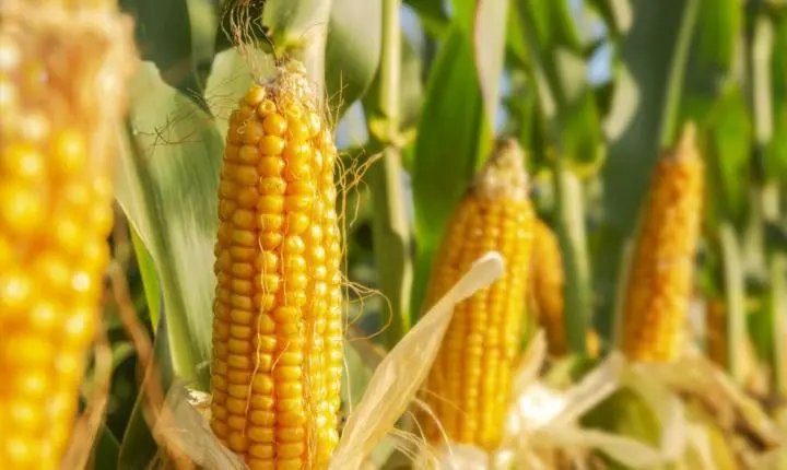 Alta em Chicago anima mercado do milho, porém dólar pesa na B3