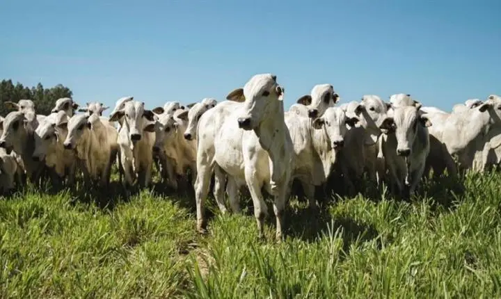 Boi a R$ 355 em Dourados: a conta não termina na venda