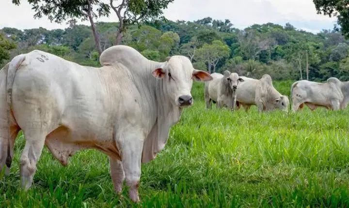 Boi a R$ 360 em Dourados: prazo e descontos mudam a conta da arroba