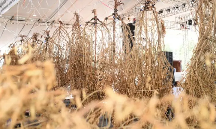 Laguna Carapã transforma o Pé de Soja Solteiro em vitrine de organização, público recorde e força produtiva