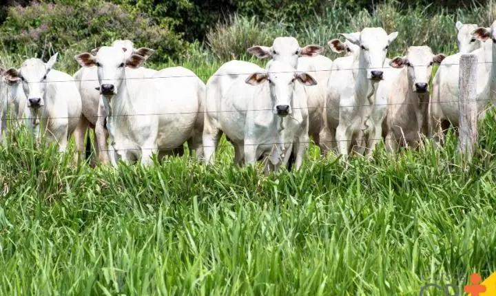 Mercado do boi trava: disputa entre pecuaristas e frigoríficos ganha força