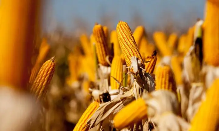 Milho recua na B3 e em Chicago com realização de lucros e dólar em queda