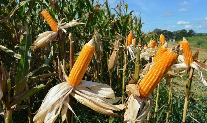 Milho sobe lá fora, mas produtor de MS ainda precisa fazer conta