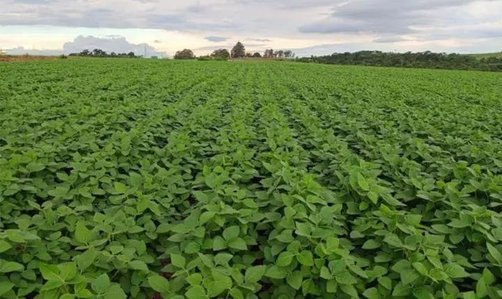 MS já plantou 248,6 mil hectares de soja; o desafio está na chuva
