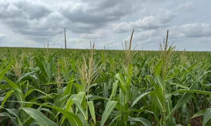 MS: Milho ganha protagonismo e reforça papel estratégico no agro brasileiro