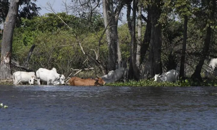 No ritmo das águas, pecuária do Pantanal tenta transformar conservação em renda