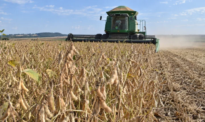 Soja abre a semana no limite: Chicago busca reação e produtor brasileiro segura a decisão