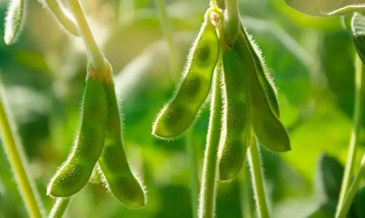 Soja perde força no mercado interno e expõe produtor a um jogo de margens cada vez mais apertado