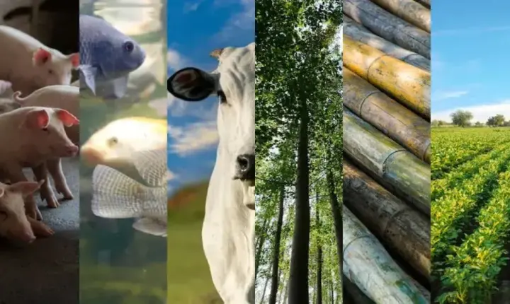 VBP de Mato Grosso do Sul mantém grãos e pecuária no topo, enquanto celulose domina a pauta externa